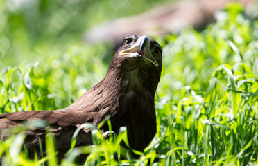 bird hawk nature