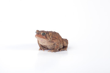 Toad