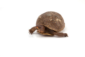 Box Turtle
