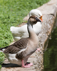 Goose on the nature