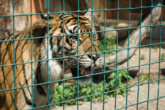 Fototapeta Tiger in a cage.