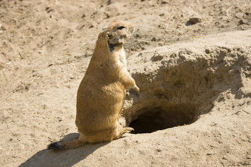 Gopher