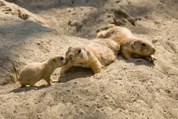 Gopher with cubs