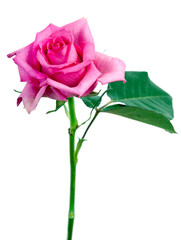 Fototapeta premium Pink roses
