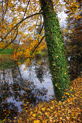Efeu und Laub im Herbst am Teich