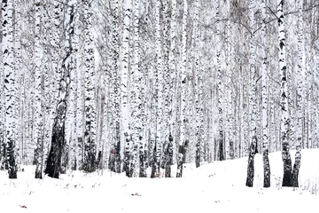 Fotobehang Birch forest in winter © Nobilior