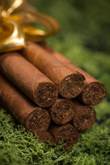 Cuban cigars gift with golden ribbon on natural moss
