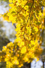 Beautiful oak leaves in autumn