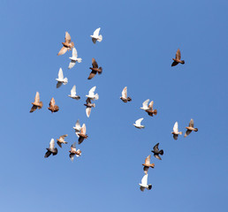 Dove in flight against blue sky