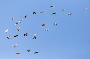 Dove in flight against blue sky