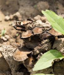 toadstool mushroom in nature
