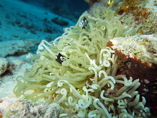 Fototapeta na wymiar juvenile Anemonenfische in einer Anemone