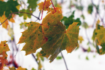 autumn leaves of a maple in the snow