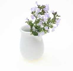 カラミント © cat_smile