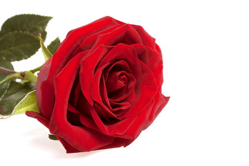 Single red rose flower isolated on a white background