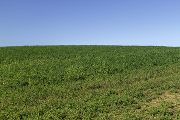 A green field with crops