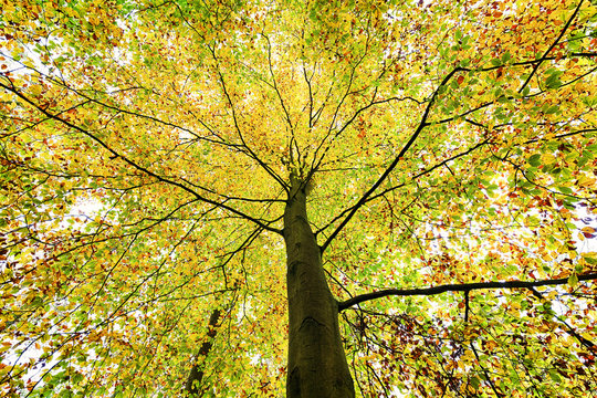 beautiful treetop of an autumn beech tree