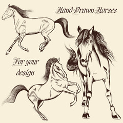 Collection of vector hand drawn horses