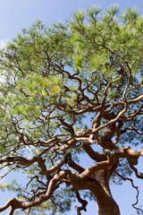 世界遺産京都天龍寺の黒松