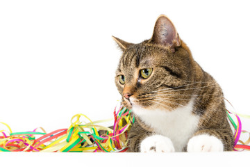 silvester deko mit katze