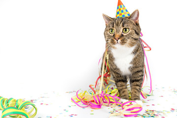 kater nach party ....