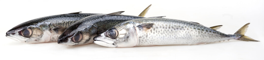 mackerel isolated