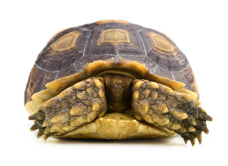 turtle isolated on white background