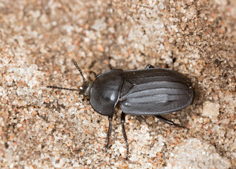 Silpha tristis