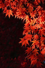 カエデの紅葉