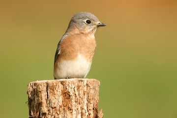 Eastern Bluebird