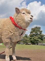 健やかな羊さん