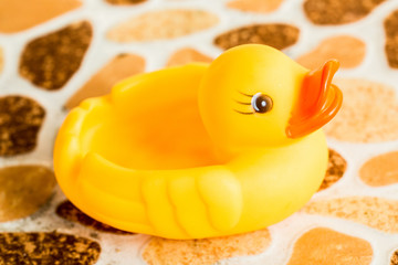 closeup duck toy