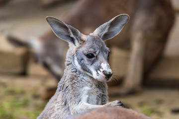赤ちゃんカンガルー