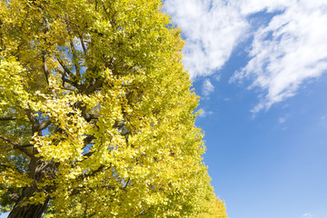イチョウの黄葉と青空