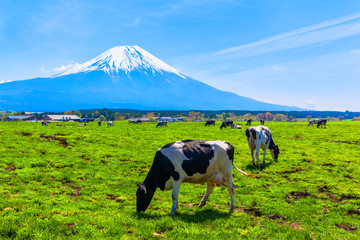 Cattle grazing in Asagirikogen to Mount Fuji views