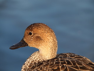 オナガガモのメス