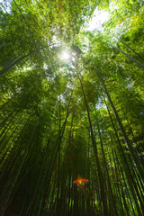 Fototapeta na wymiar Bamboo forest