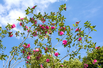 サザンカの花と青空