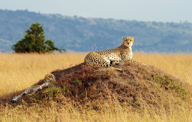 Cheetahs on the Masai Mara in Africa