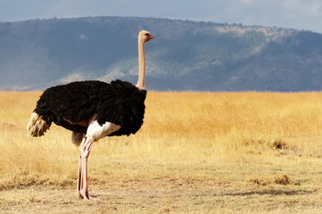 Ostrich on the Masai Mara in Africa