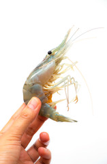 Shrimp on hand