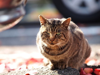 駐車場のネコ