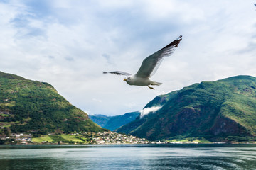 Sognefjord in Norway