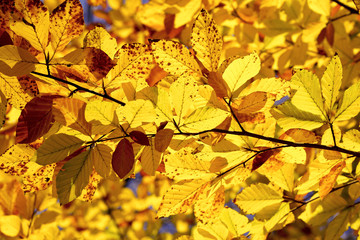 Herbst
