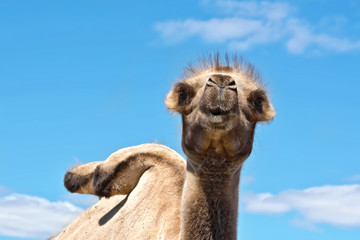 Camel on background of sky