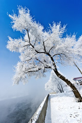 Trees in frost and landscape in snow