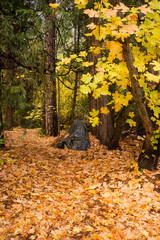 Yellow Orange Autumn Fall Colors Big Leaves Wooded Forest Path