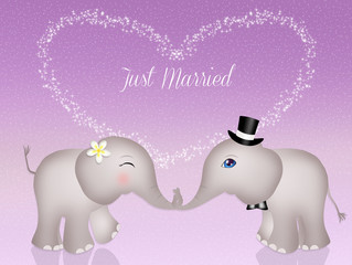 Wedding of elephants