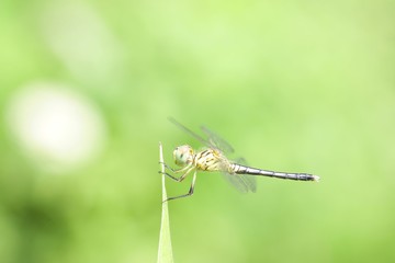 Fototapeta premium Dragonfly