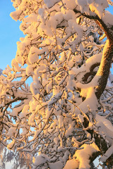 Tree with snow in sunset